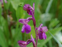 Anacamptis morio ssp picta 31, Saxifraga-Willem van Kruijsbergen