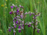 Anacamptis morio ssp picta 32, Saxifraga-Willem van Kruijsbergen