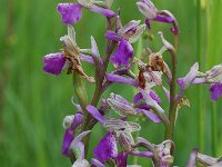 Anacamptis morio ssp picta 33, Saxifraga-Willem van Kruijsbergen