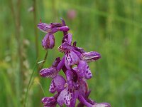 Anacamptis morio ssp picta 34, Saxifraga-Willem van Kruijsbergen