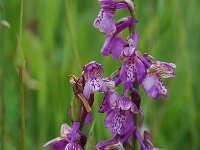 Anacamptis morio ssp picta 35, Saxifraga-Willem van Kruijsbergen