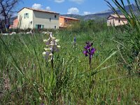 Anacamptis morio ssp picta 37, Saxifraga-Jeroen Willemsen