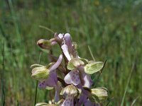 Anacamptis morio ssp picta 38, Saxifraga-Jeroen Willemsen