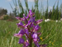 Anacamptis morio ssp picta 39, Saxifraga-Jeroen Willemsen