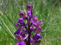 Anacamptis morio ssp picta 40, Saxifraga-Jeroen Willemsen