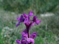 Anacamptis morio ssp picta 41, Saxifraga-Jeroen Willemsen
