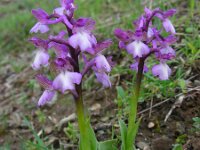 Anacamptis morio ssp syriaca 119, Saxifraga-Ed Stikvoort : s10 cyprus