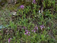 Anacamptis morio ssp syriaca 120, Saxifraga-Ed Stikvoort