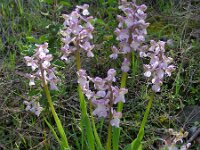 Anacamptis morio ssp syriaca 121, Saxifraga-Ed Stikvoort : s10 cyprus