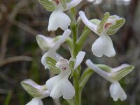Anacamptis morio ssp syriaca 122, Saxifraga-Ed Stikvoort