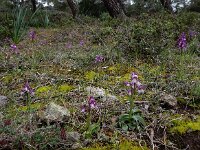 Anacamptis morio ssp syriaca 123, Saxifraga-Ed Stikvoort