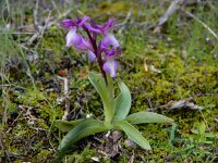 Anacamptis morio ssp syriaca 124, Saxifraga-Ed Stikvoort