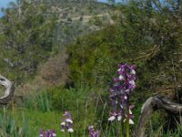 Anacamptis morio ssp syriaca 125, Saxifraga-Ed Stikvoort