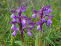 Anacamptis morio ssp syriaca 126, Saxifraga-Ed Stikvoort