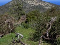 Anacamptis morio ssp syriaca 127, Saxifraga-Ed Stikvoort