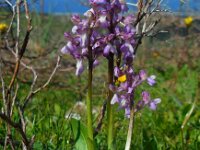 Anacamptis morio ssp syriaca 128, Saxifraga-Ed Stikvoort