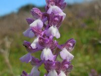 Anacamptis morio ssp syriaca 129, Saxifraga-Ed Stikvoort