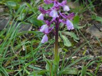 Anacamptis morio ssp syriaca 130, Saxifraga-Ed Stikvoort