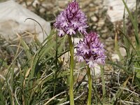 Anacamptis pyramidalis 10, Hondskruid, Saxifraga-Jan van der Straaten