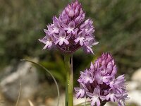 Anacamptis pyramidalis 11, Hondskruid, Saxifraga-Jan van der Straaten