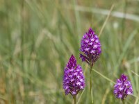 Anacamptis pyramidalis 111, Hondskruid, Saxifraga-Jan Nijendijk