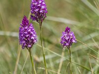 Anacamptis pyramidalis 112, Hondskruid, Saxifraga-Jan Nijendijk