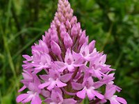 Anacamptis pyramidalis 116, Hondskruid, Saxifraga-Hans Grotenhuis
