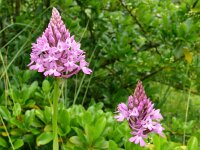Anacamptis pyramidalis 117, Hondskruid, Saxifraga-Hans Grotenhuis