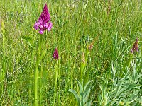 Anacamptis pyramidalis 119, Hondskruid, Saxifraga-Hans Grotenhuis