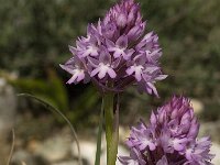Anacamptis pyramidalis 12, Hondskruid, Saxifraga-Jan van der Straaten