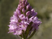 Anacamptis pyramidalis 13, Hondskruid, Saxifraga-Jan van der Straaten