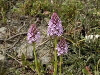 Anacamptis pyramidalis 14, Hondskruid, Saxifraga-Jan van der Straaten