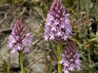 Anacamptis pyramidalis 15, Hondskruid, Saxifraga-Jan van der Straaten