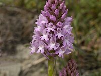 Anacamptis pyramidalis 16, Hondskruid, Saxifraga-Jan van der Straaten