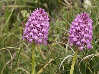 Anacamptis pyramidalis 17, Hondskruid, Saxifraga-Jan van der Straaten