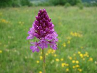 Anacamptis pyramidalis 18, Hondskruid, Saxifraga-Jasenka Topic