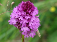 Anacamptis pyramidalis 19, Hondskruid, Saxifraga-Jasenka Topic
