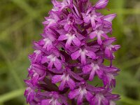 Anacamptis pyramidalis 2, Hondskruid, Saxifraga-Jan van der Straaten