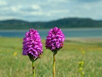 Anacamptis pyramidalis 20, Hondskruid, Saxifraga-Jeroen Willemsen