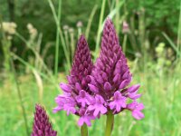 Anacamptis pyramidalis 21, Hondskruid, Saxifraga-Jan Willem Jongepier