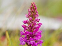 Hondskruid  Ierland the Burren