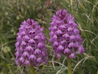 Anacamptis pyramidalis 23, Hondskruid, Saxifraga-Willem van Kruijsbergen
