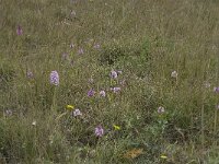 Anacamptis pyramidalis 24, Hondskruid, Saxifraga-Willem van Kruijsbergen