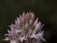 Anacamptis pyramidalis 25, Hondskruid, Saxifraga-Willem van Kruijsbergen