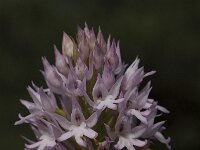 Anacamptis pyramidalis 26, Hondskruid, Saxifraga-Willem van Kruijsbergen