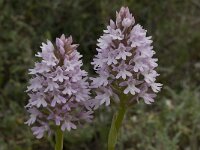 Anacamptis pyramidalis 27, Hondskruid, Saxifraga-Willem van Kruijsbergen
