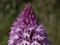 Anacamptis pyramidalis 28, Hondskruid, Saxifraga-Willem van Kruijsbergen