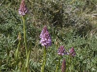 Anacamptis pyramidalis 29, Hondskruid, Saxifraga-Willem van Kruijsbergen