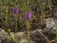 Anacamptis pyramidalis 3, Hondskruid, Saxifraga-Rien Schot