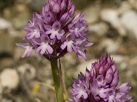 Anacamptis pyramidalis 30, Hondskruid, Saxifraga-Willem van Kruijsbergen